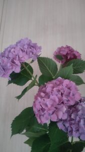 紫陽花、お庭
