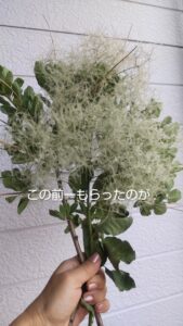 スモークツリー